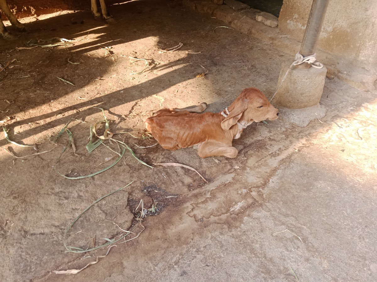 લાલગીર હોડકી વેચવાની છે