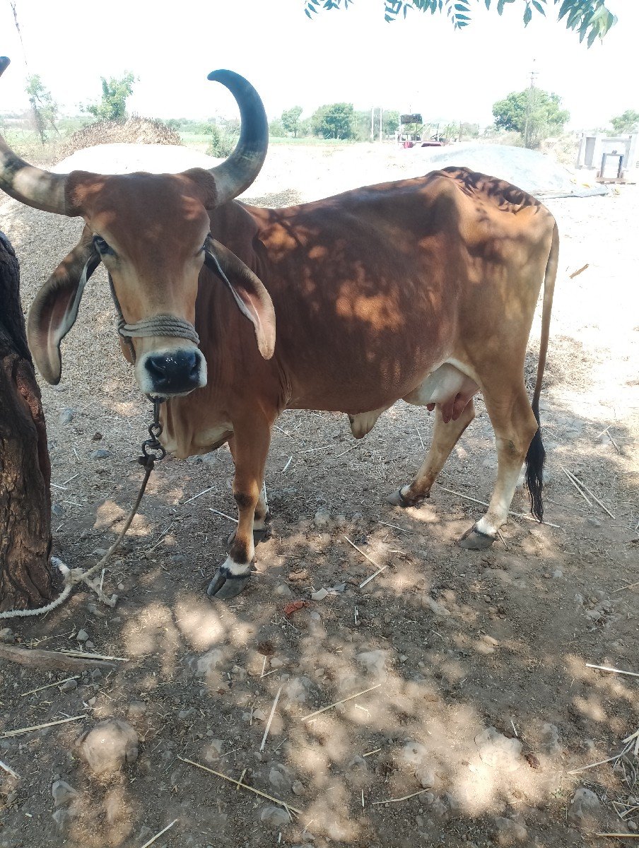 ગાય વેચવાની છે
