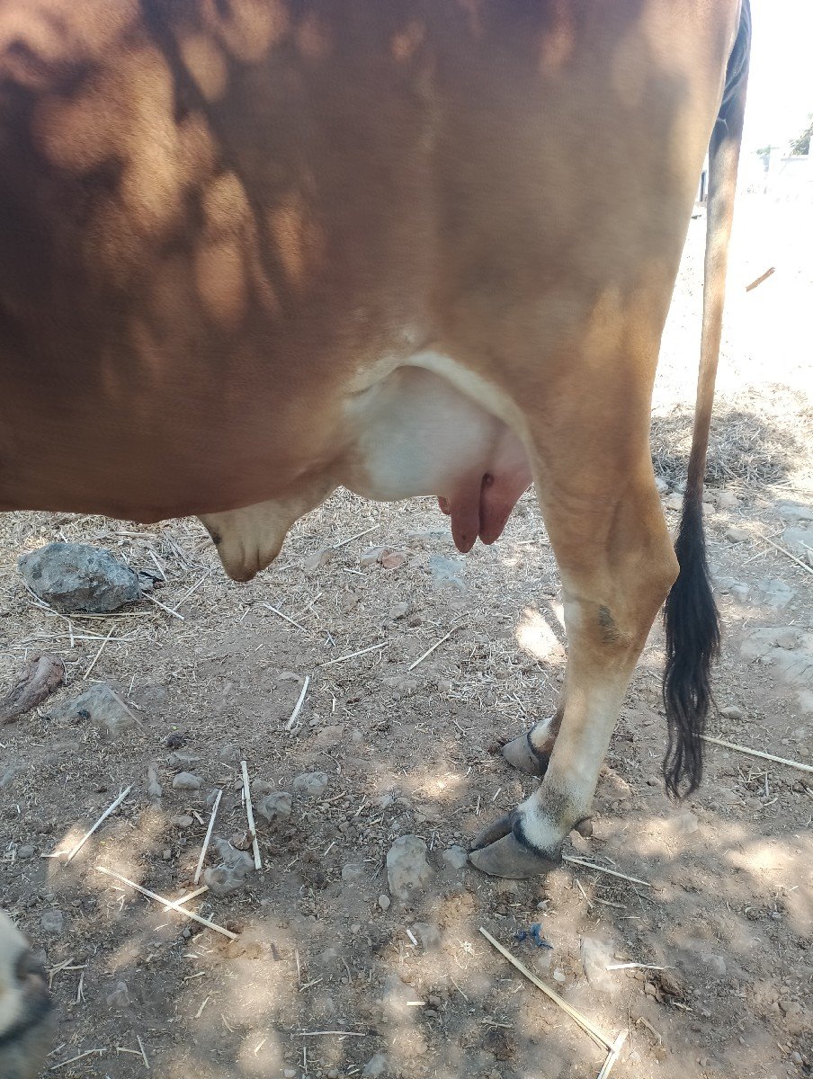 ગાય વેચવાની છે