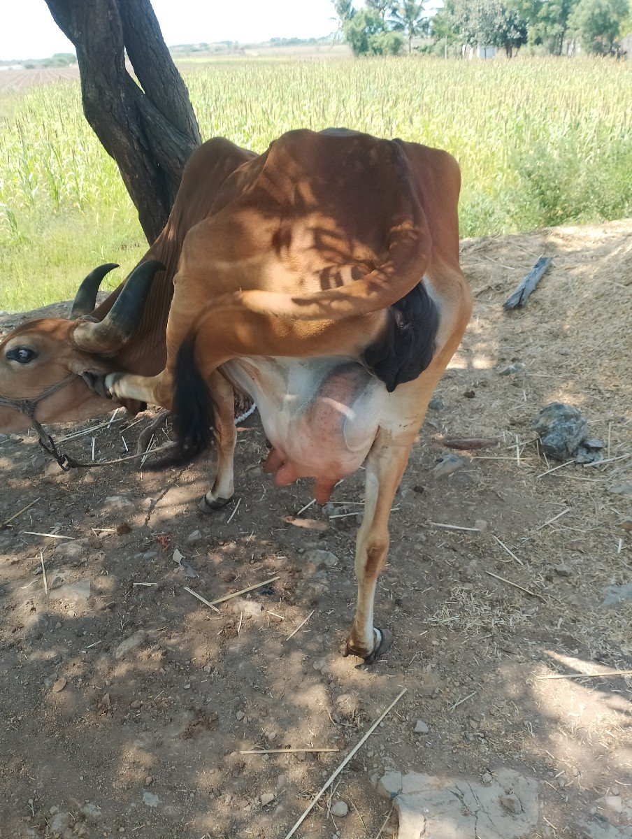 ગાય વેચવાની છે