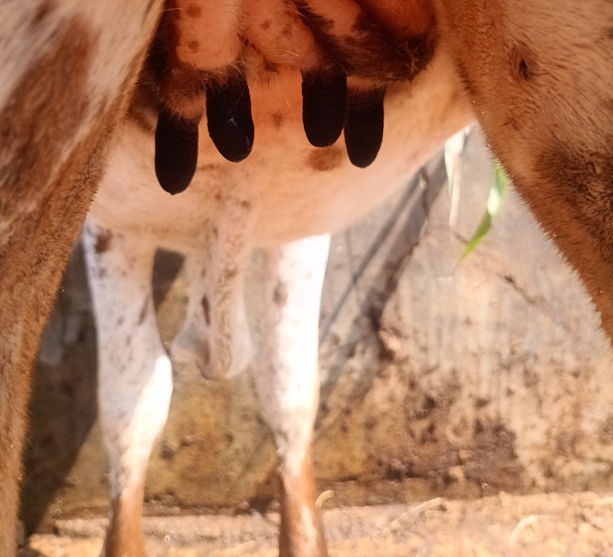 વાછડી વેચવાની છે