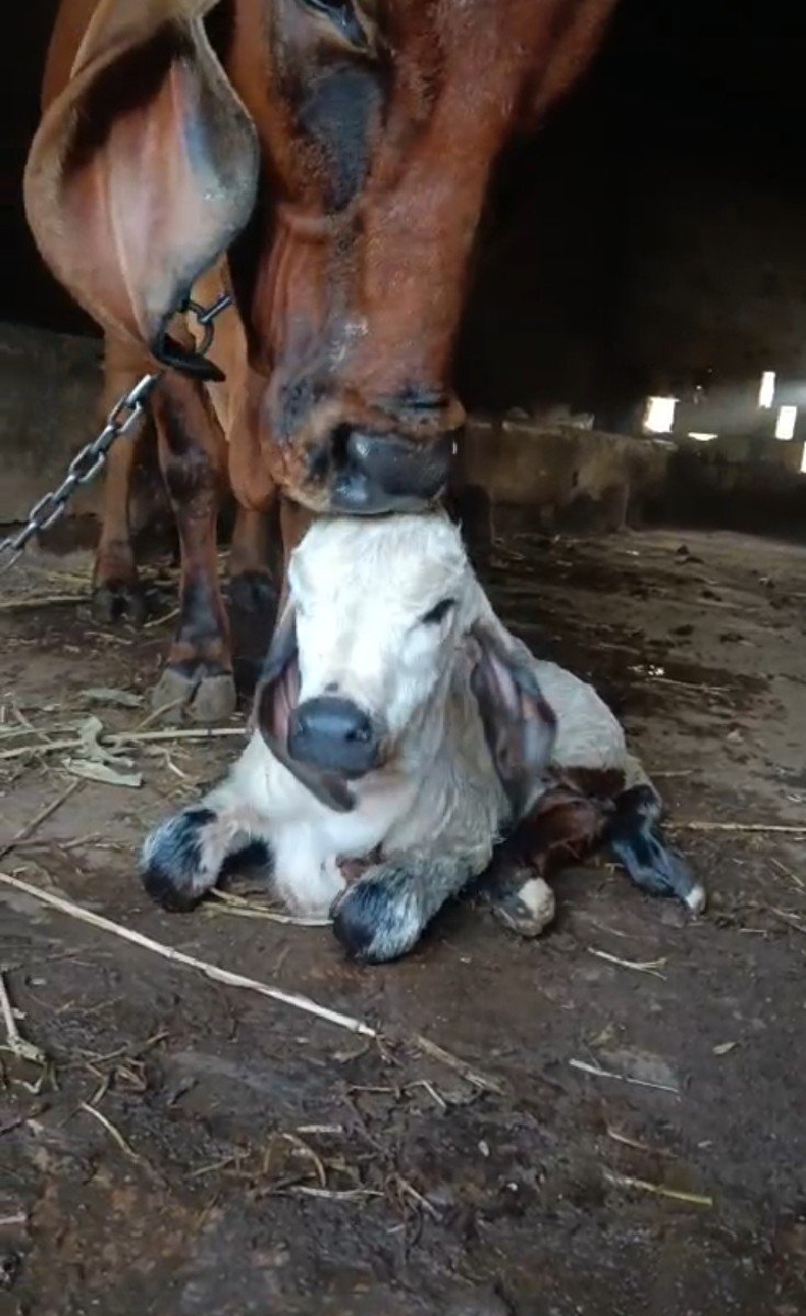 વાછડી વેચવાની છે