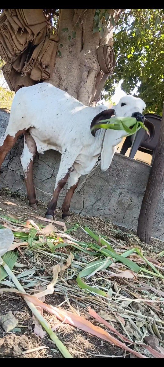 વાછડી વેચવાની છે