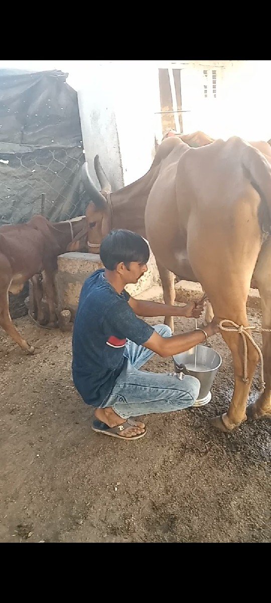ગાય વેચવાની છે