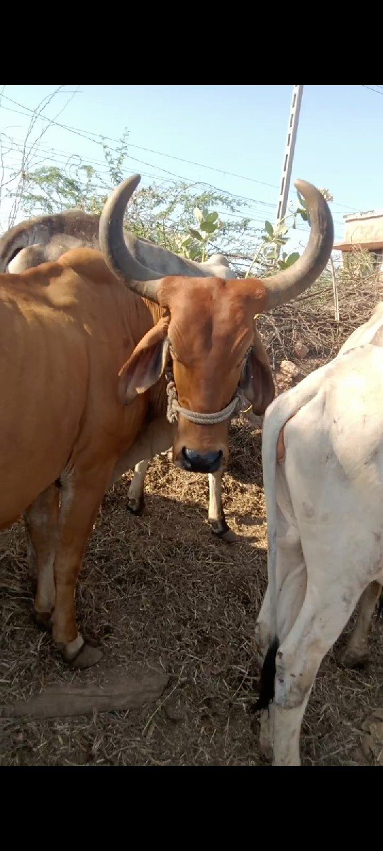 ગાય વેચવાની છે