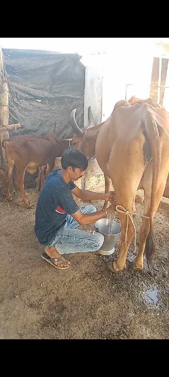 ગાય વેચવાની છે
