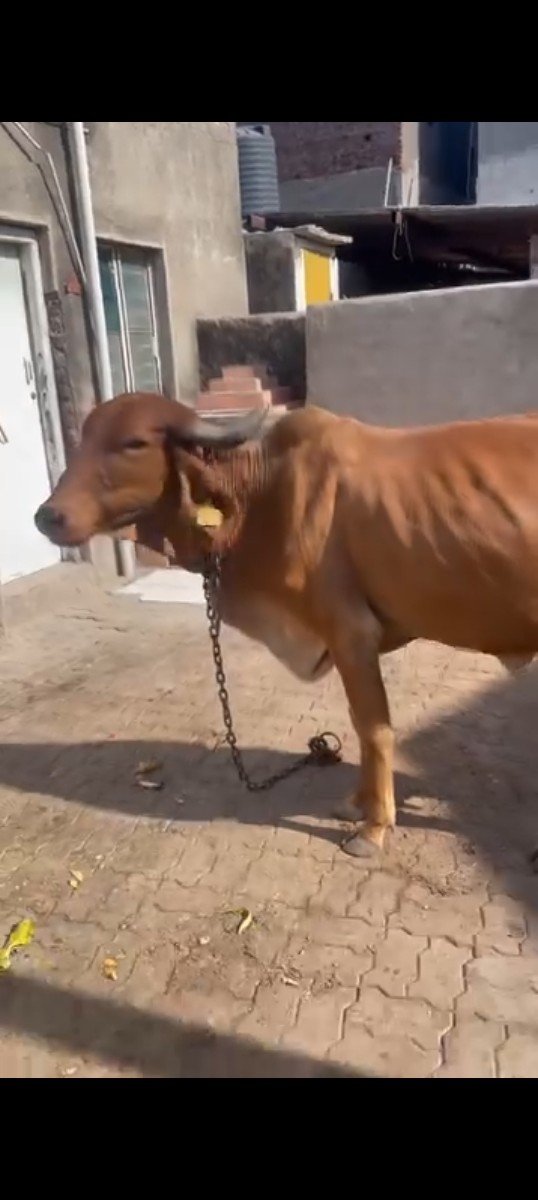 ગાય વેચવાની છે