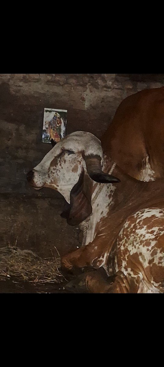 ગાય વેચવાની છે