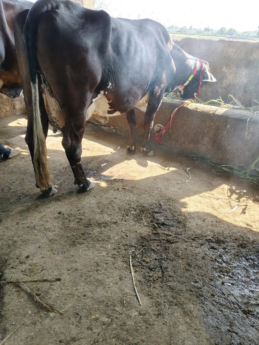 ગાયવેસવાનીસે