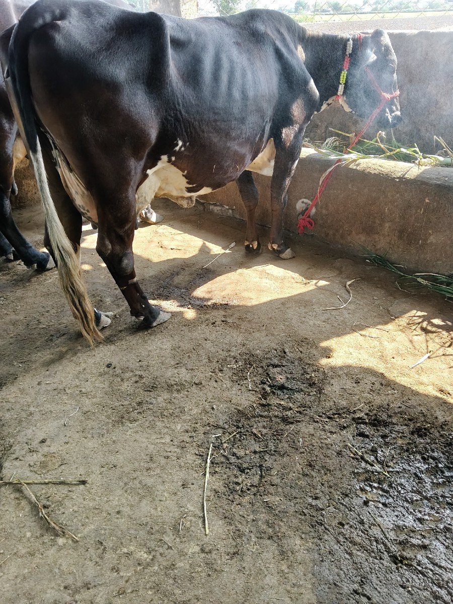 ગાયવેસવાનીસે