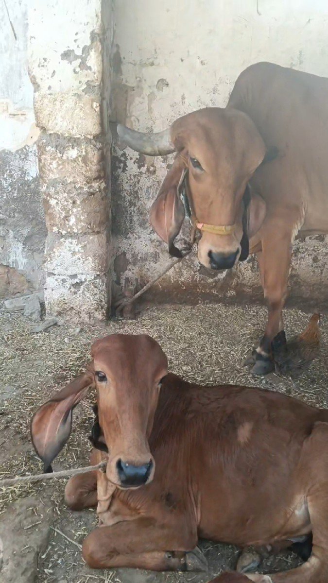 ગીર ગાય ને વાછડી વેચવાની છે