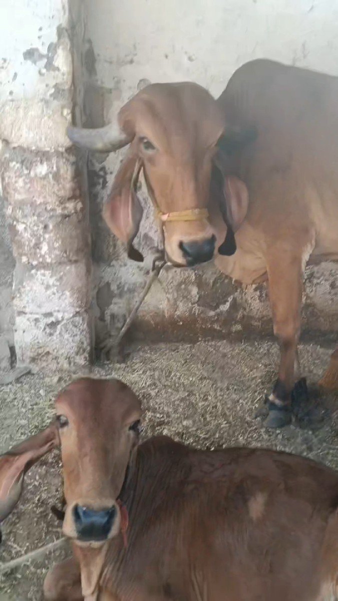 ગીર ગાય ને વાછડી વેચવાની છે