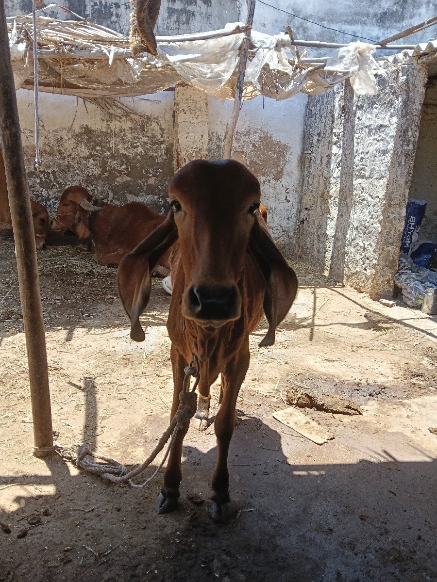 ગીર ગાય ને વાછડી વેચવાની છે
