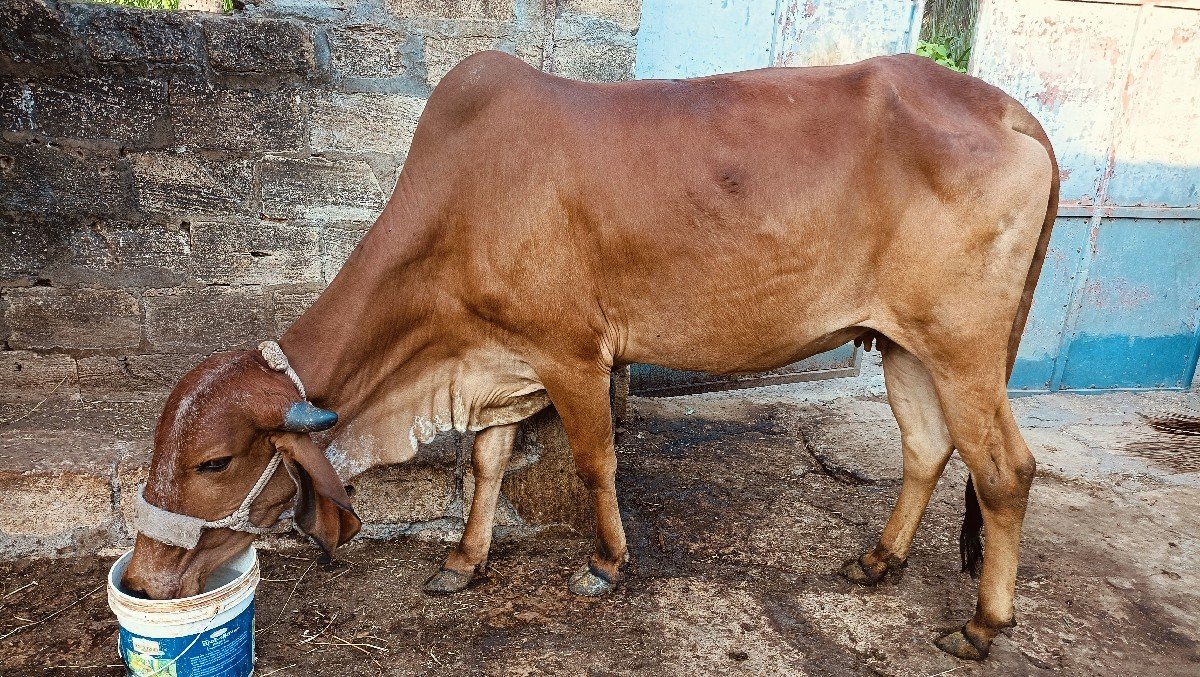 ગાય વેચવાની છે