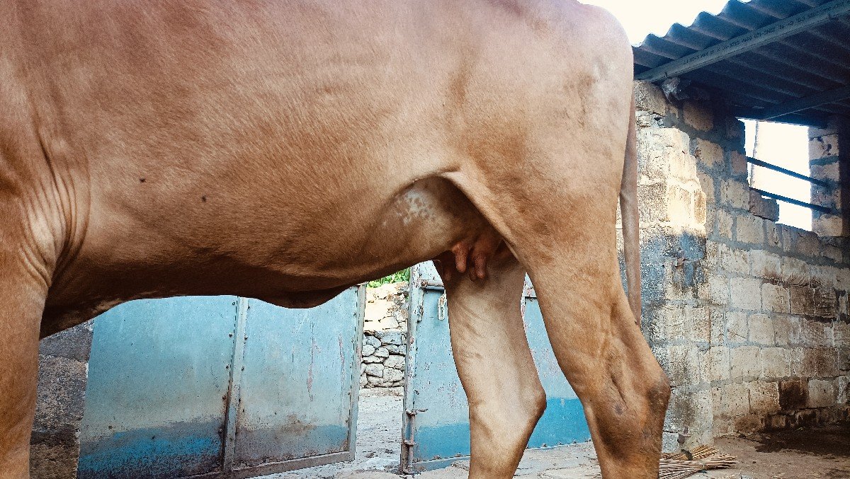 ગાય વેચવાની છે