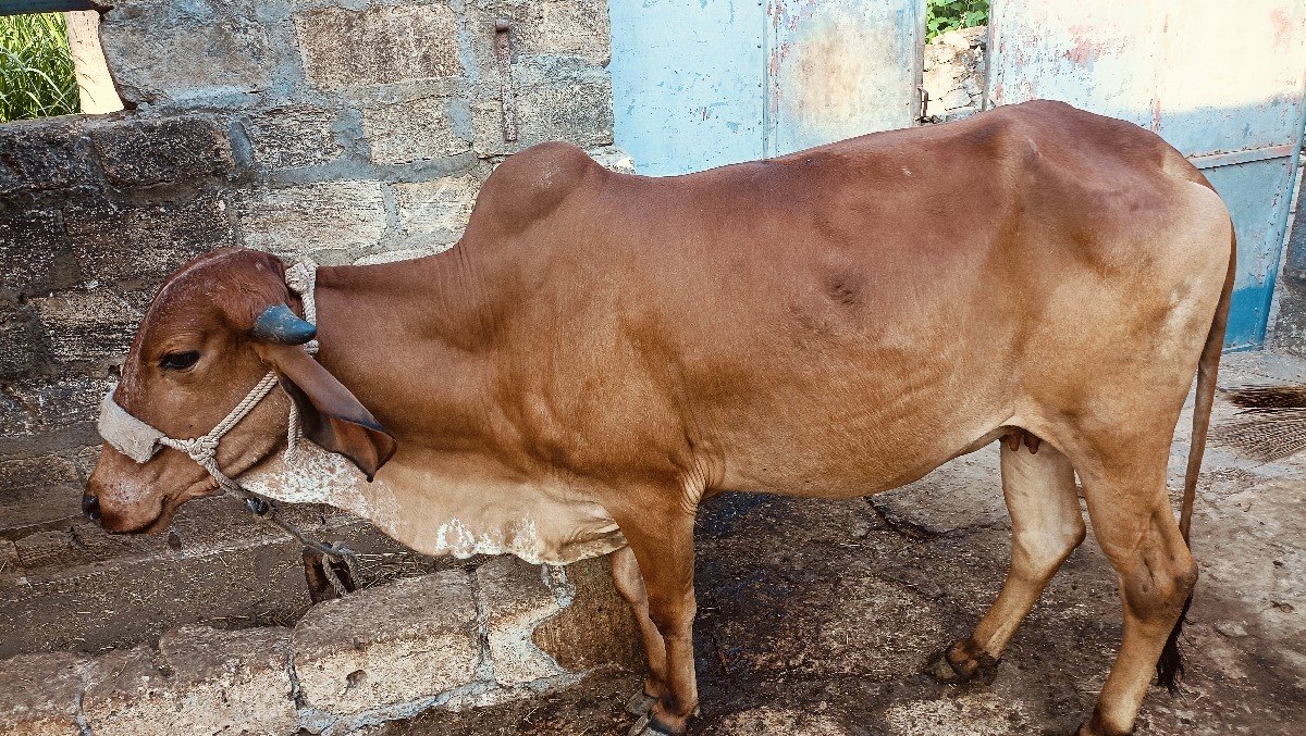 ગાય વેચવાની છે