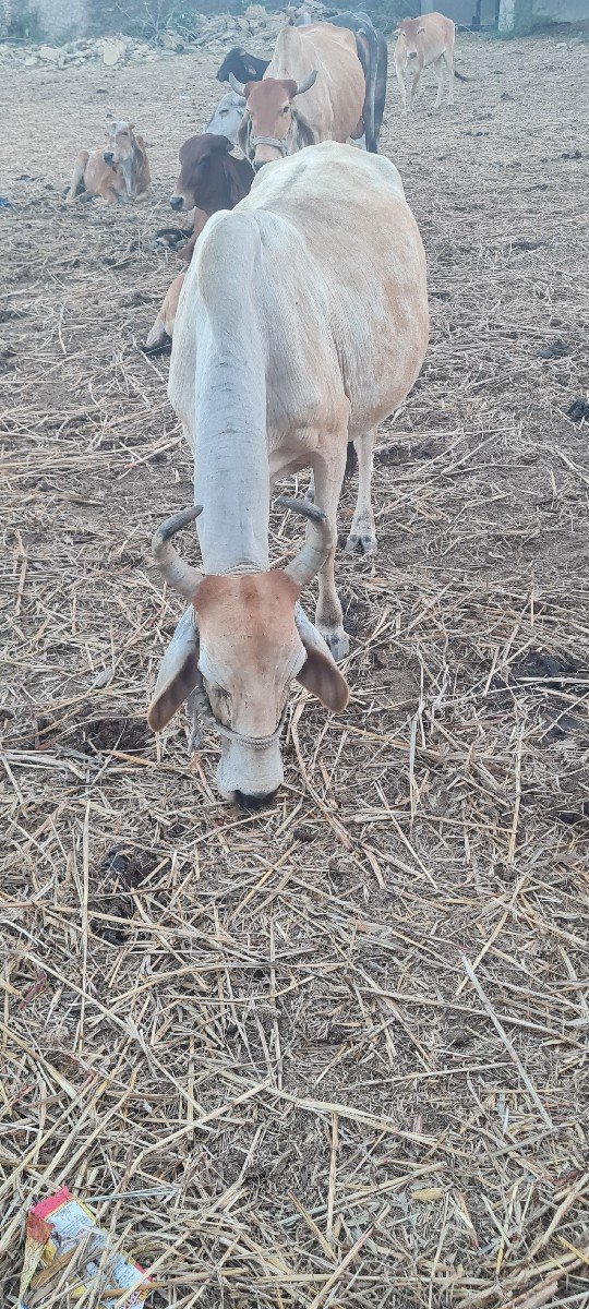 ગાય વેચવાની છે