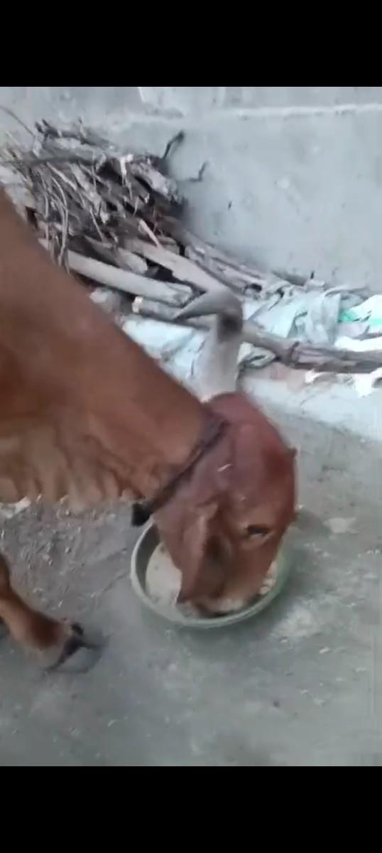 ગાય વેચવાની છે