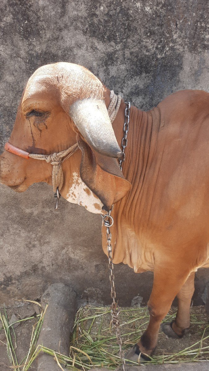 ગીર વોડકી વેચવાની છે