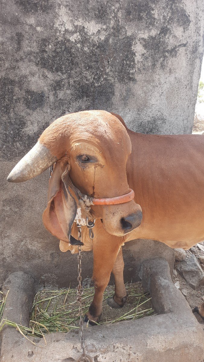 ગીર વોડકી વેચવાની છે