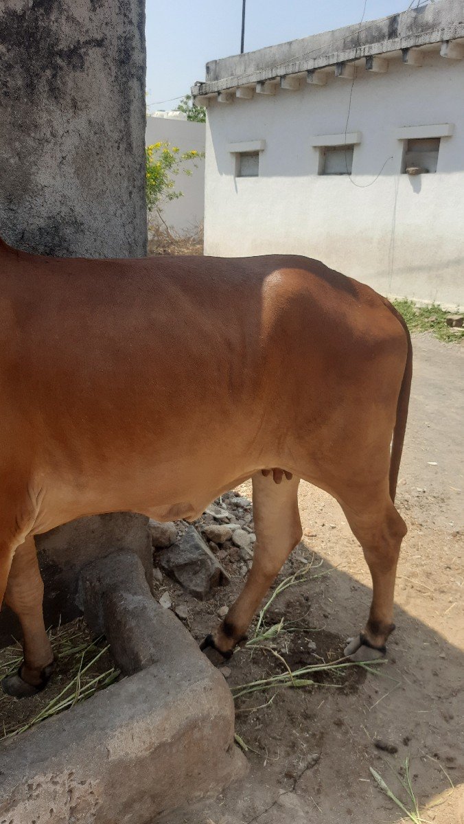 ગીર વોડકી વેચવાની છે