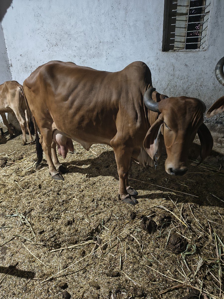 ગીર ગાય વેચવાની છે