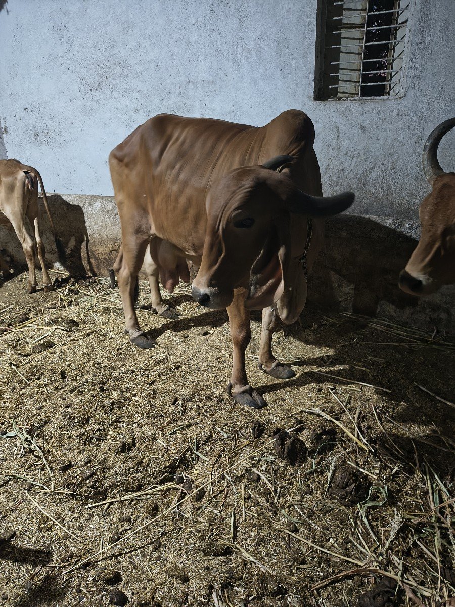 ગીર ગાય વેચવાની છે