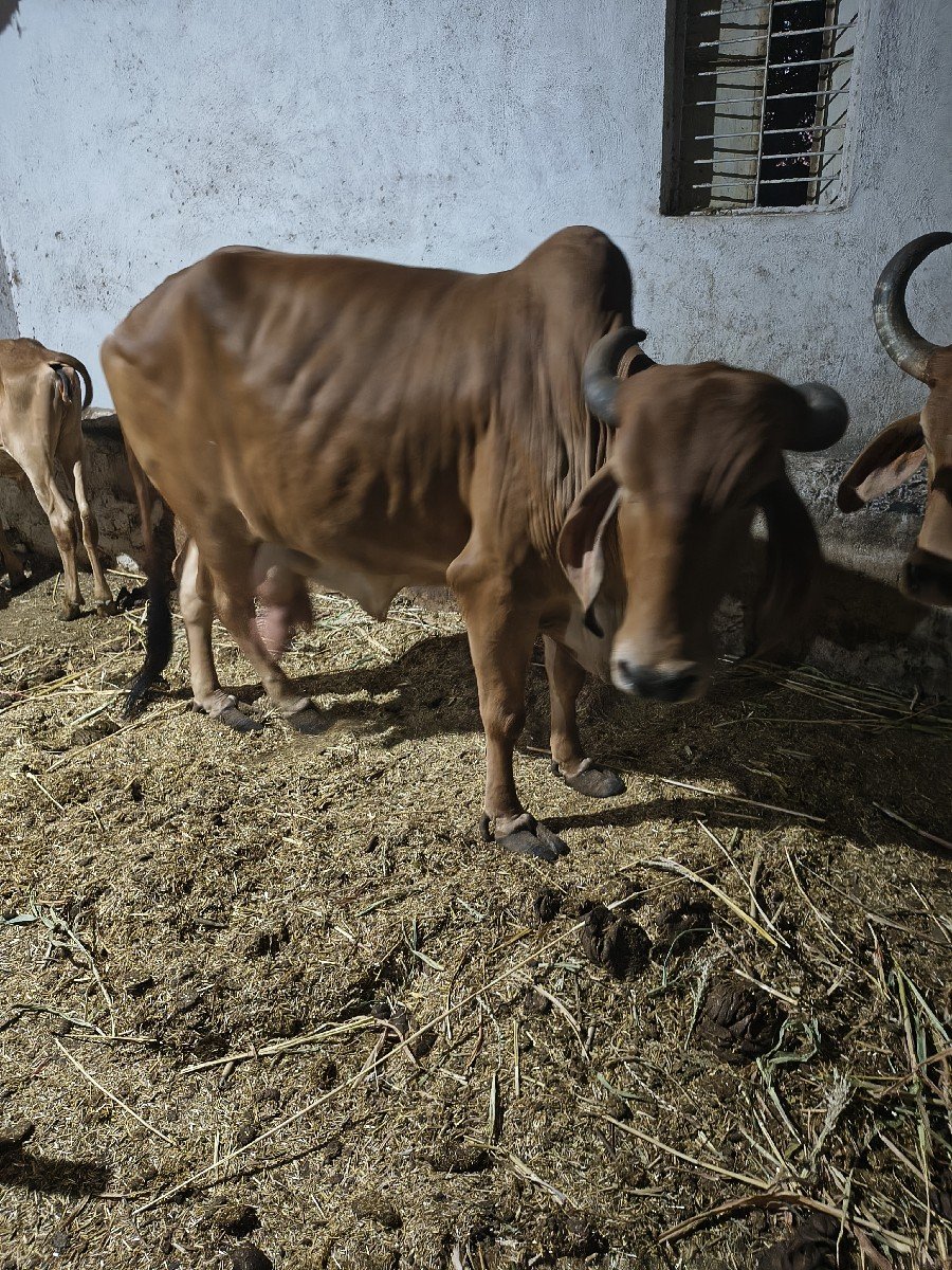 ગીર ગાય વેચવાની છે