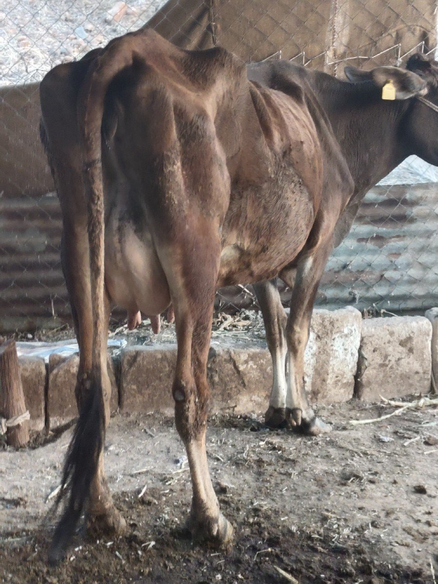 ગાય વેસવાની. બીજું વેતર આઠ દિવસ