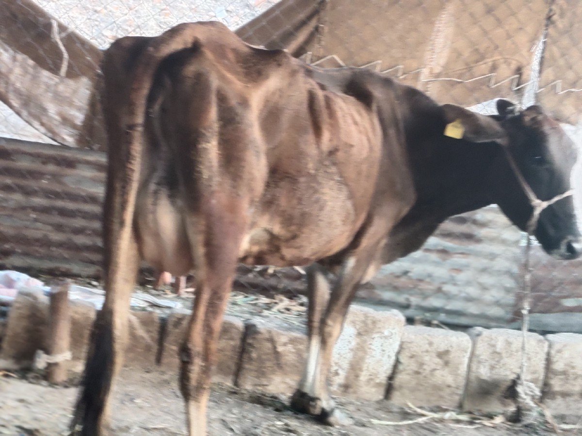 ગાય વેસવાની. બીજું વેતર આઠ દિવસ