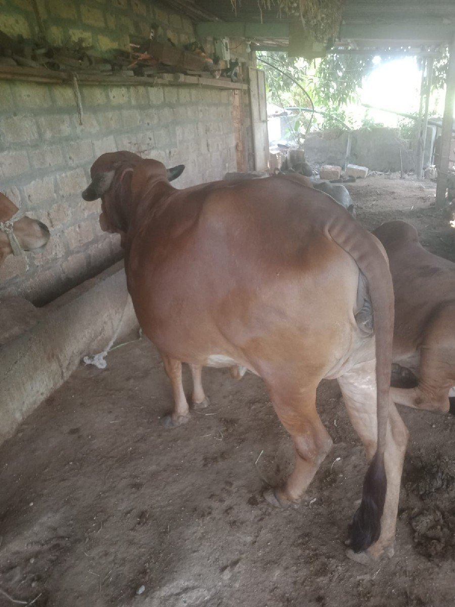 ગા વેસવાની સે