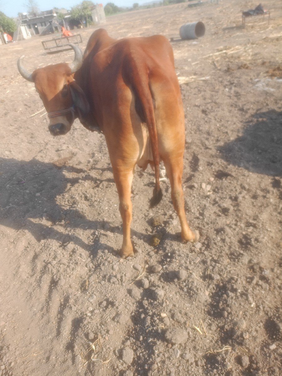 ગાય