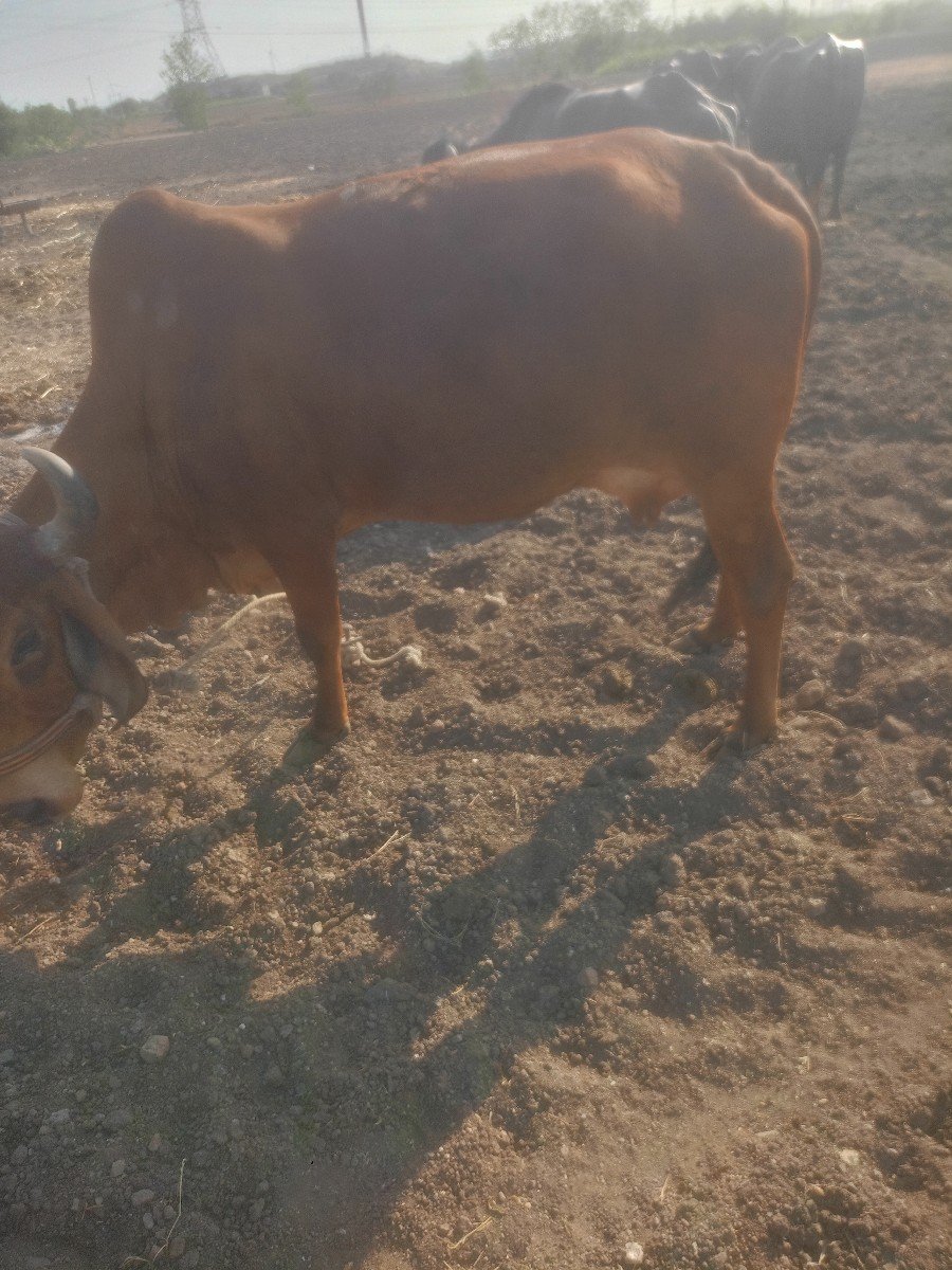 ગાય