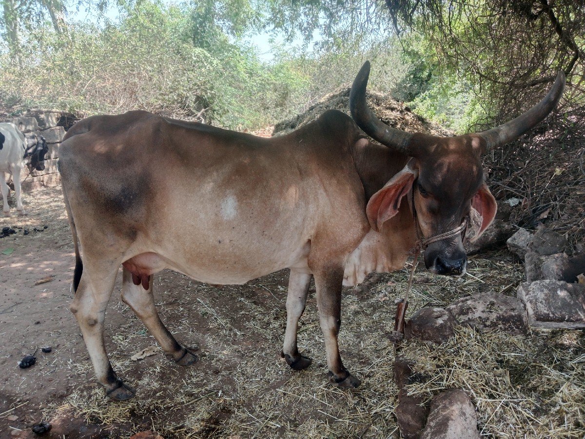 ગાય વેચવાની છે