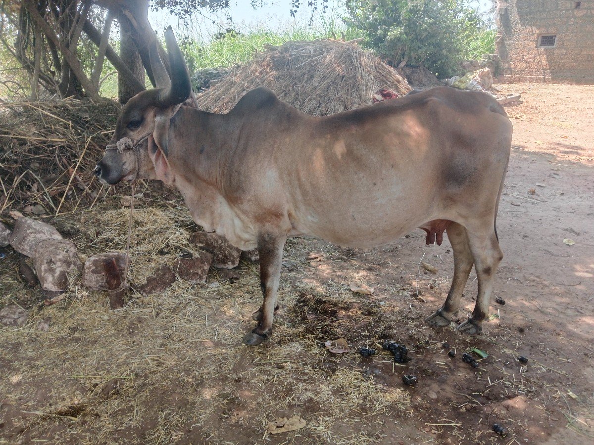 ગાય વેચવાની છે