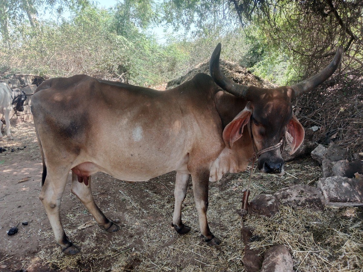 ગાય વેચવાની છે