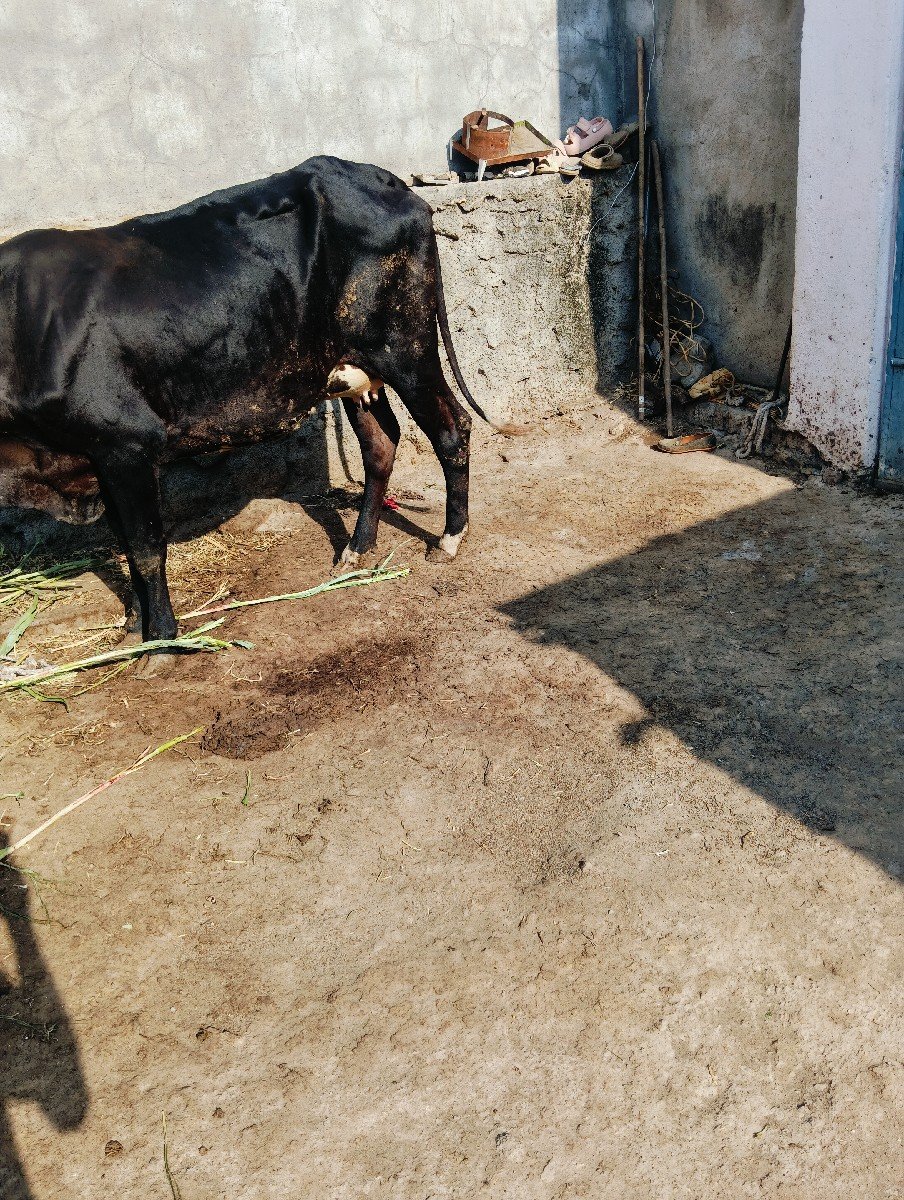 ગાય વેચવાની છે