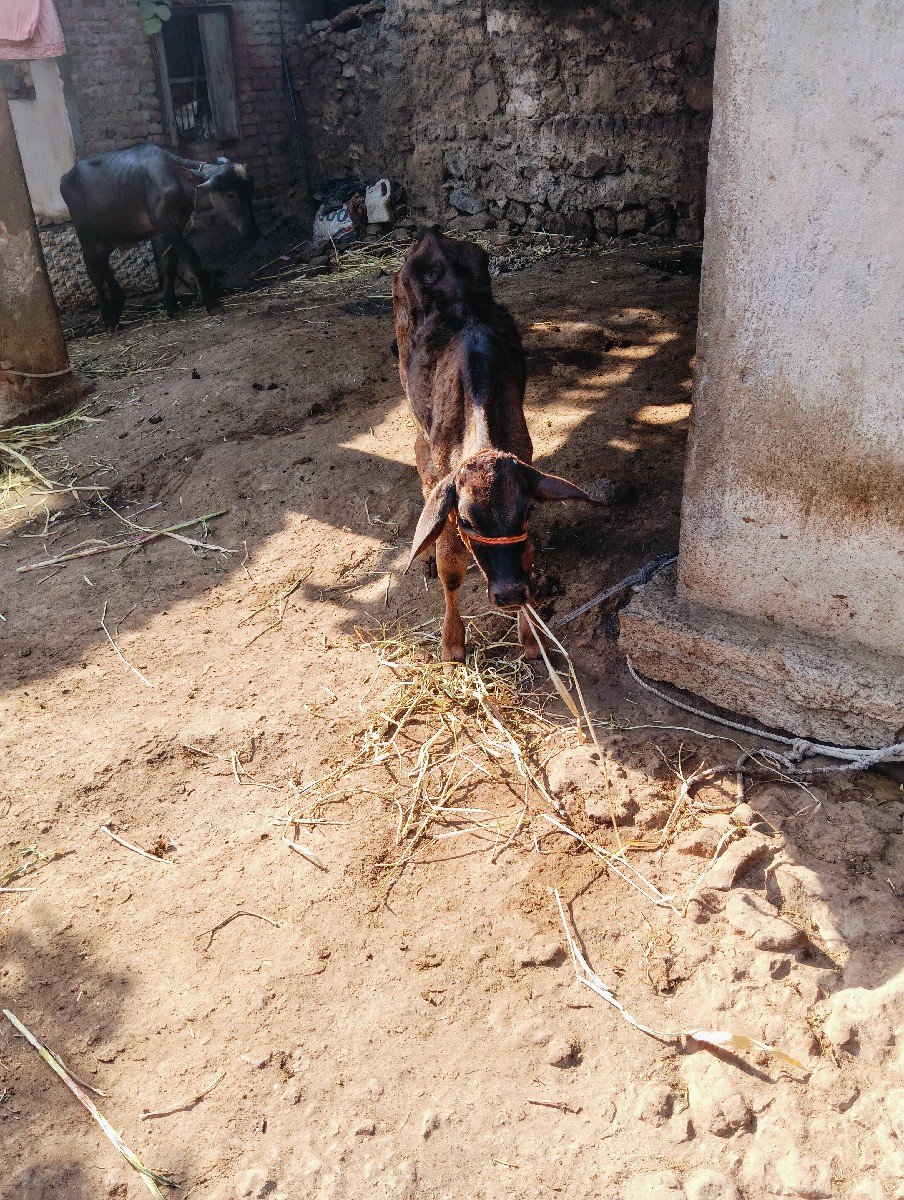 ગાય વેચવાની છે
