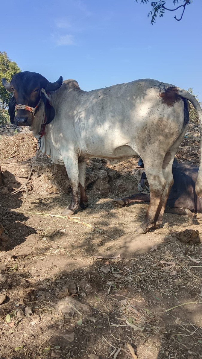 હોડકી વેચવાને છે