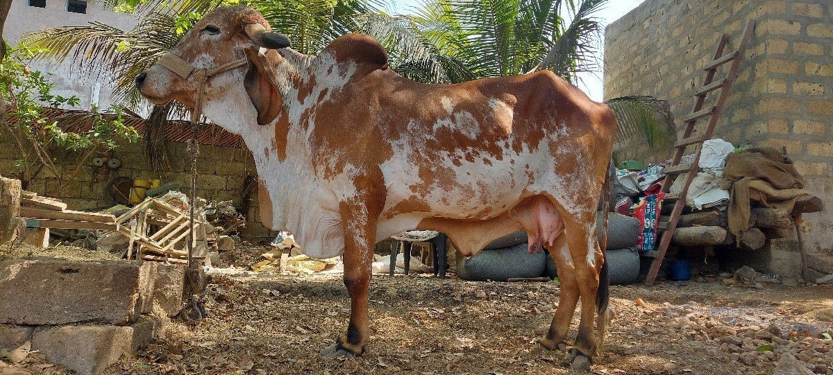 ગાય વેચવાની છે