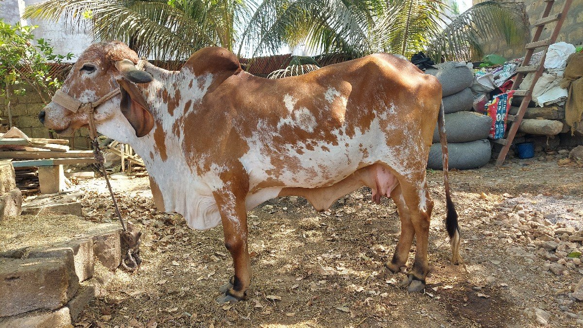 ગાય વેચવાની છે