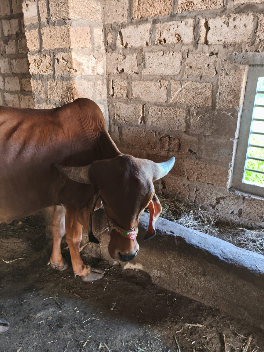 વાછડી વેચવાની છે
