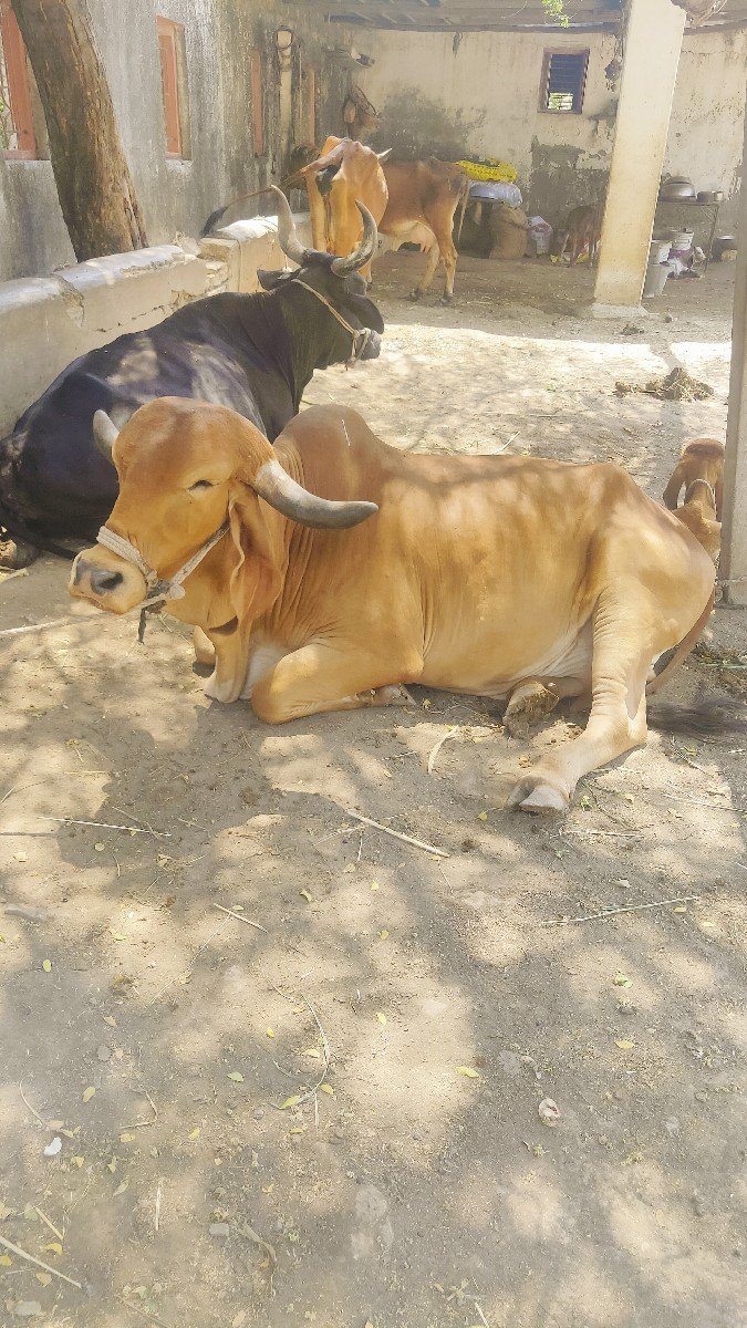 ગીર ગાય છે