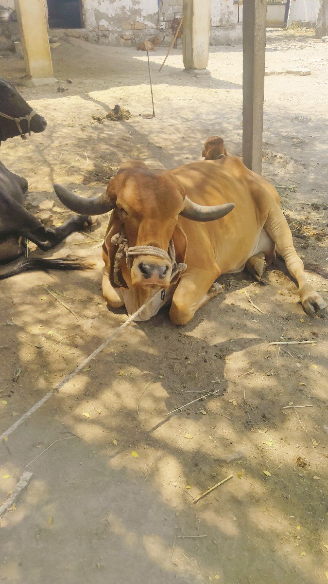 ગીર ગાય છે