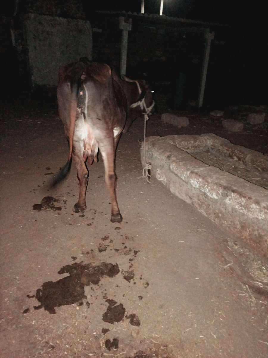 ગાય વેચવાની છે આઠ દસ દિવસની કાચી
