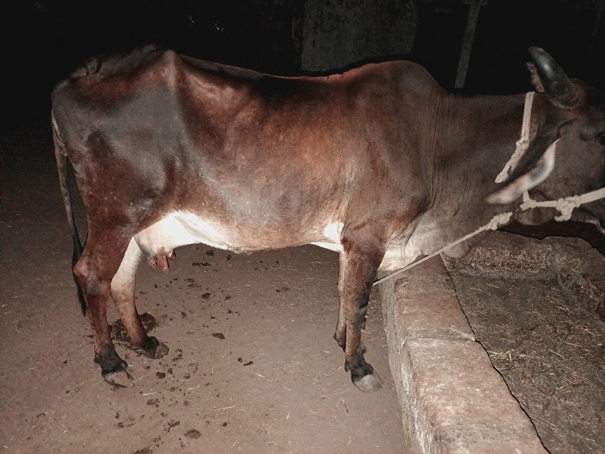 ગાય વેચવાની છે આઠ દસ દિવસની કાચી