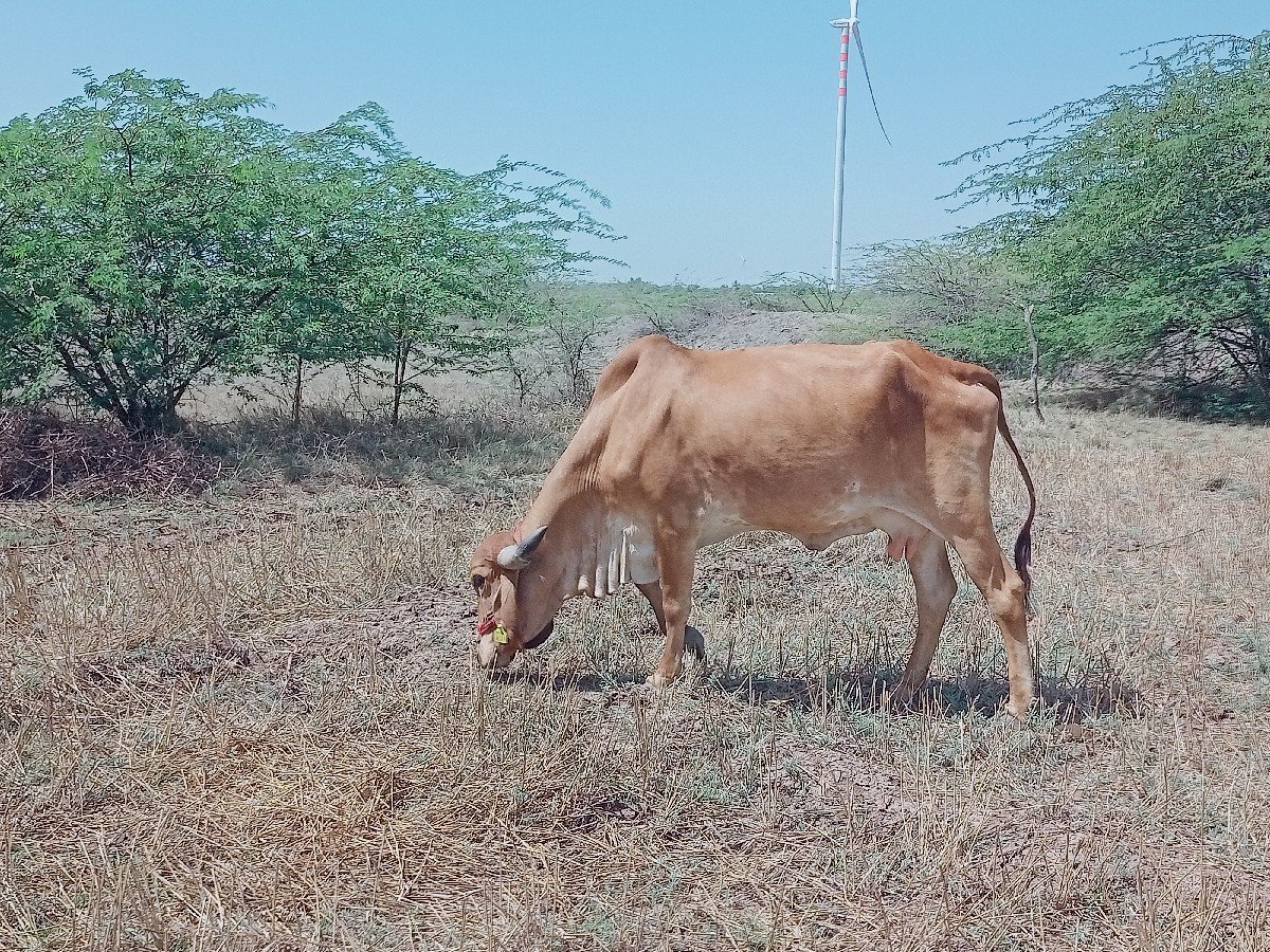 ગીર ગાય વેચવાની છે