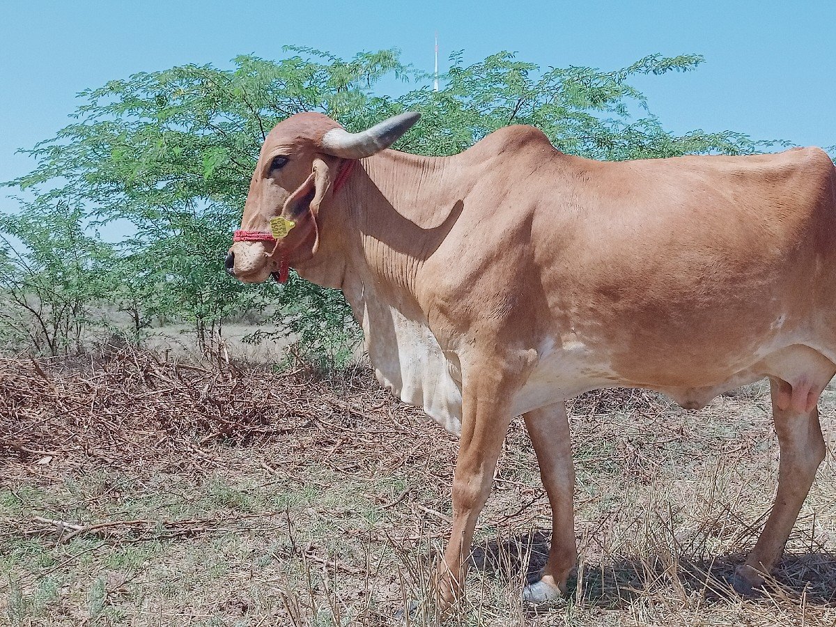 ગીર ગાય વેચવાની છે