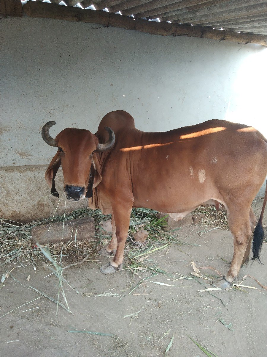 ગાય વેચવાની છે