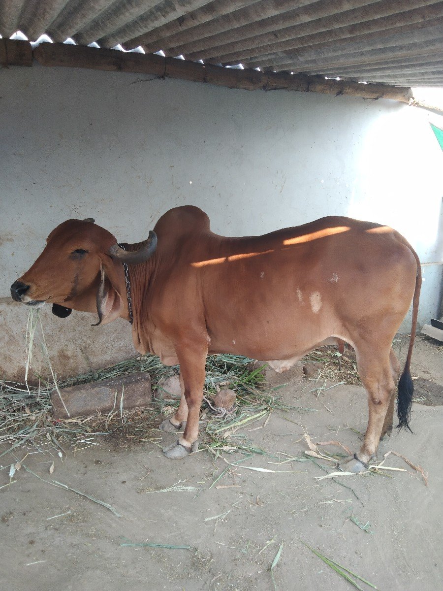 ગાય વેચવાની છે
